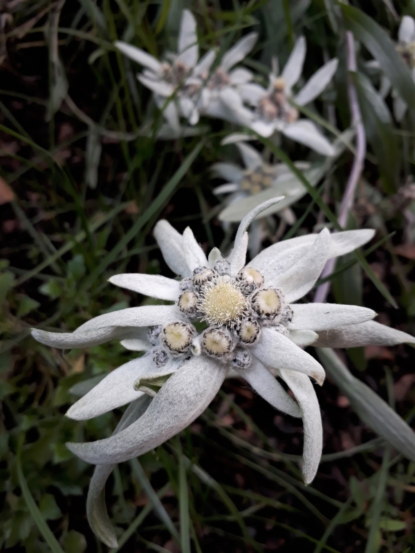 edelweiss - BERGDORF PRECHTLGUT: Chaletzauber in Wagrain