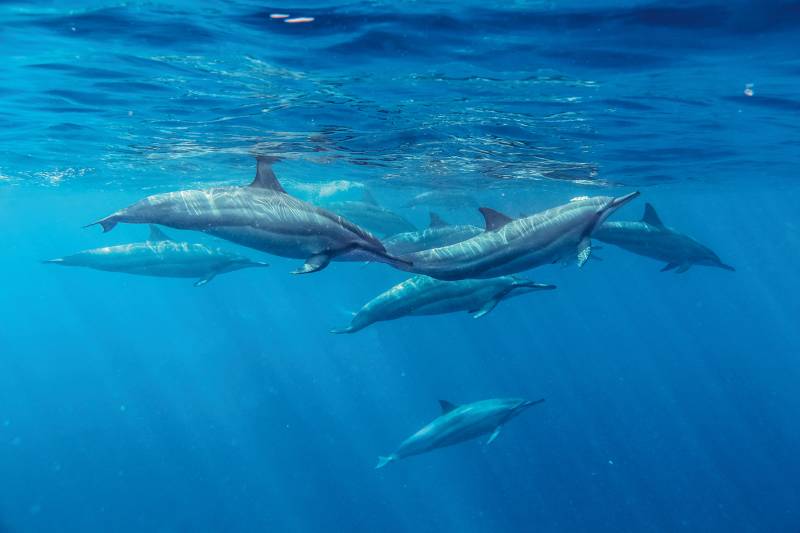 MTPA SCENERIES SEA   BEACHES DOLPHINS 019 reduce - Naturparadies Mauritius